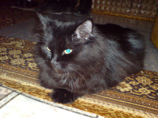 Ульяна Додина