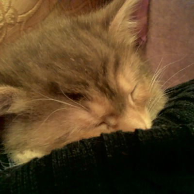 Олеся Димитриева