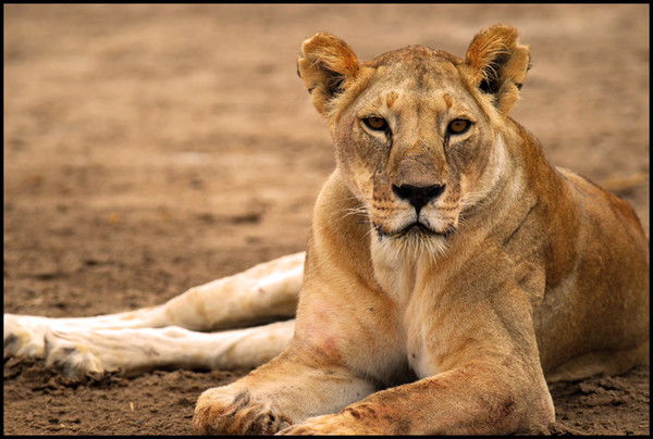 Ирина Меркурьева