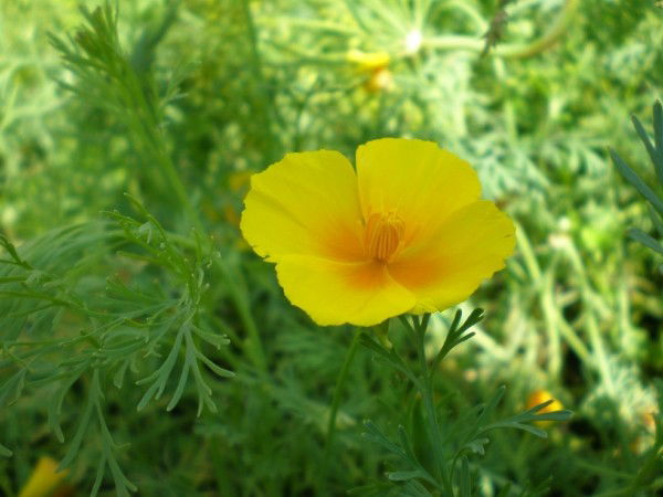 Ляйсина Агеева