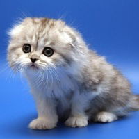 Наталья Волкова