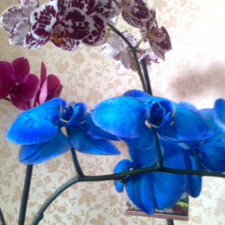 Елена Богданова