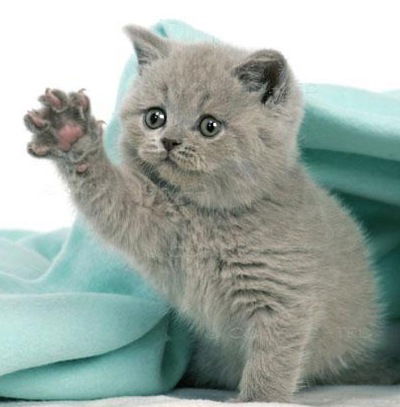 Лизок Лизок