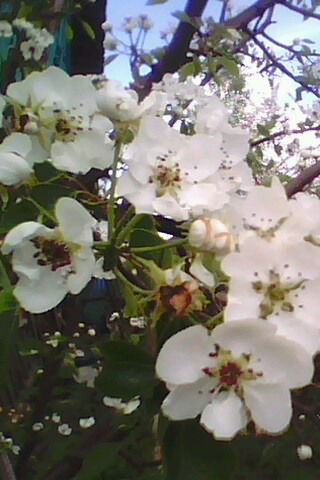 Кондакова Шейко