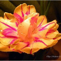 Бактыгуль Шаемова