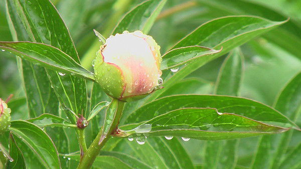 Зоя Фаис-Су