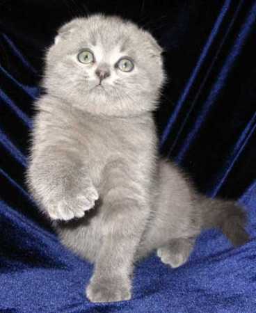 Ольга Габис Бутурля