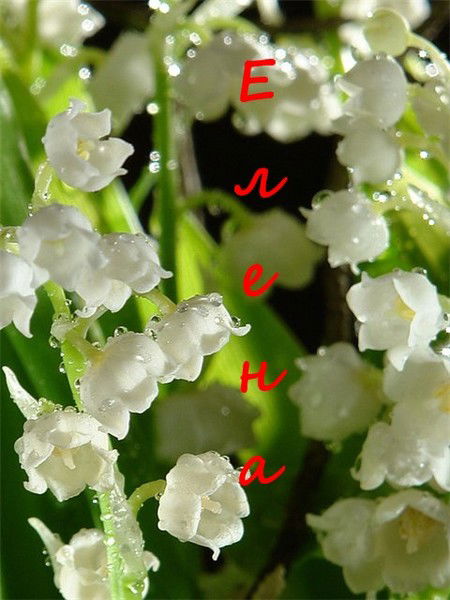 Елена Михайлова