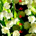 Елена Михайлова