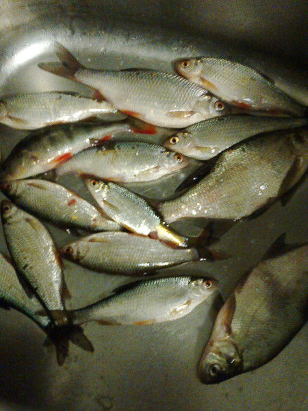 Андрей Бельмескин