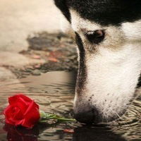 Поля Ермолова