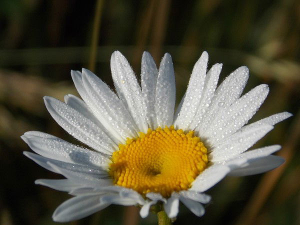 Анаргуль Усембаева