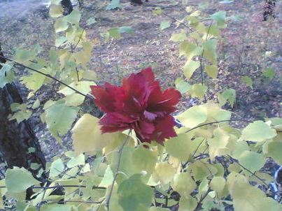 Наталья Андреевна