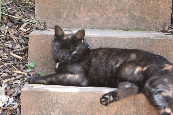 Елена Никифорова