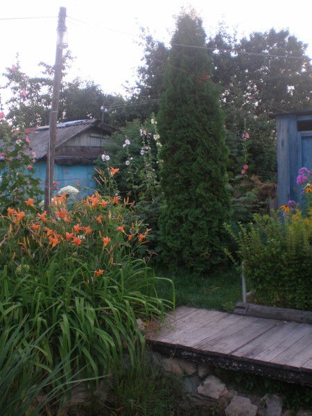 Елена Панфилова