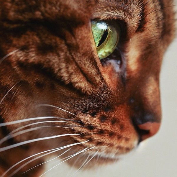 Гульназ Давиденко