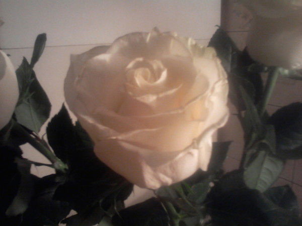 Наталья Харитонова