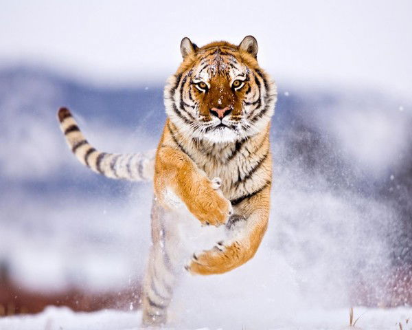 Иноземцев Александр