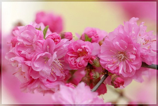 Лариса Лора