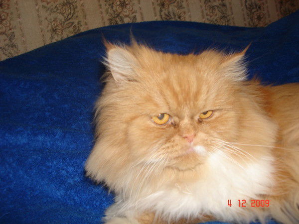 Анна Евстратова