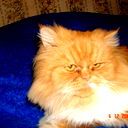 Анна Евстратова