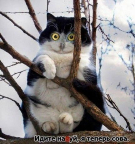 Ольга Ольга