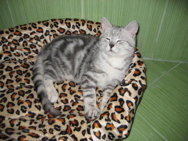 Волгорост Новороссийск