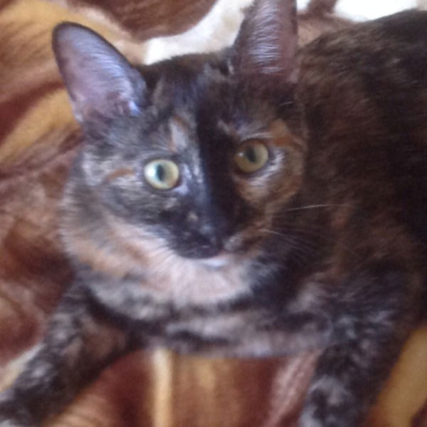 Василий Корнилов