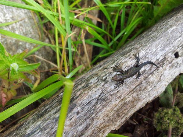 Елена Андреева