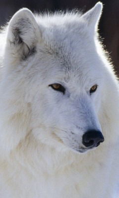 Виктор Гармония