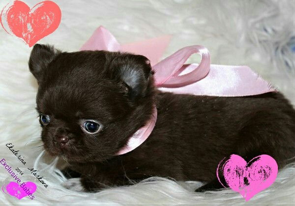 Людмила Стехина