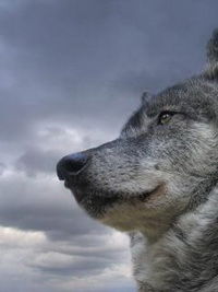 Артём Говоров