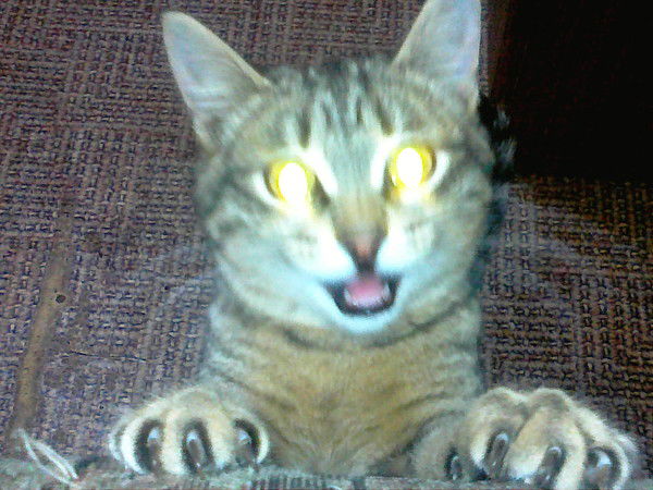 Евгений Малик