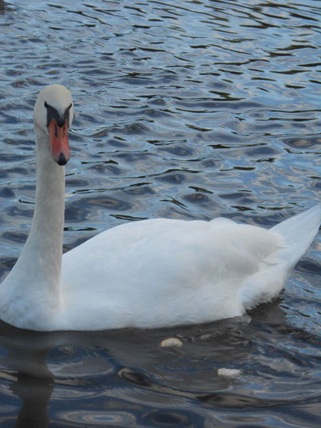 Надежда Разумовская