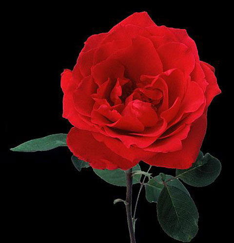 Елена Картамышева