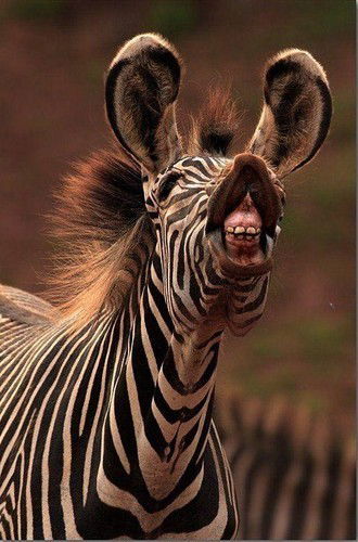 Alexey Церябин-Трофимов