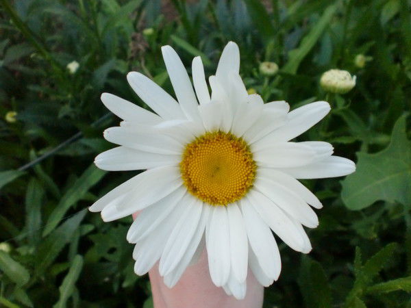 Наталья Ромашка