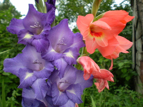 Анжеліка Ветрова