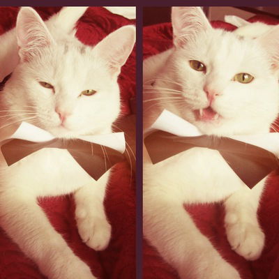 Алиса Лутохина