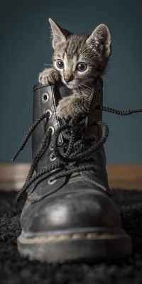 Елена Деденева