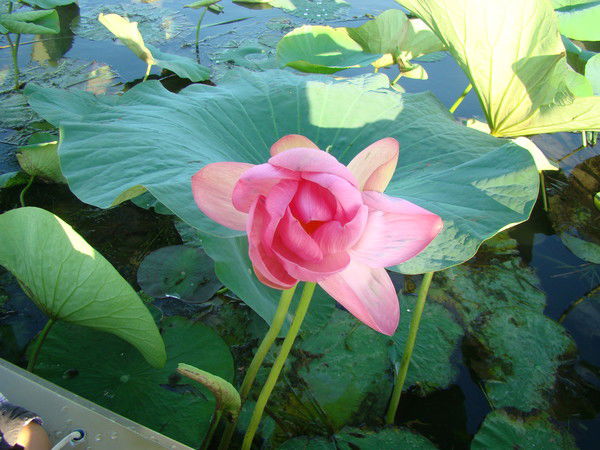 Александра Мамонова