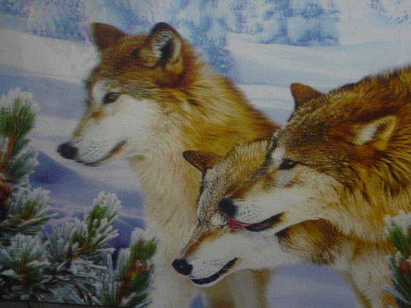 Дима Сапронов