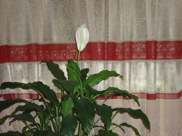 Ирина Виговская