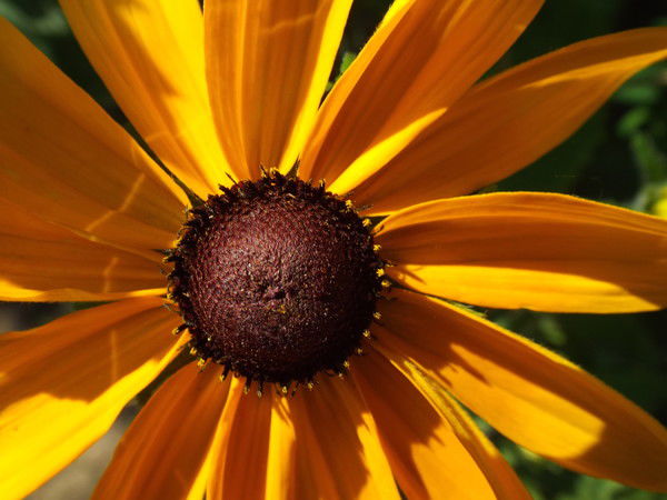 Ирина Иванникова