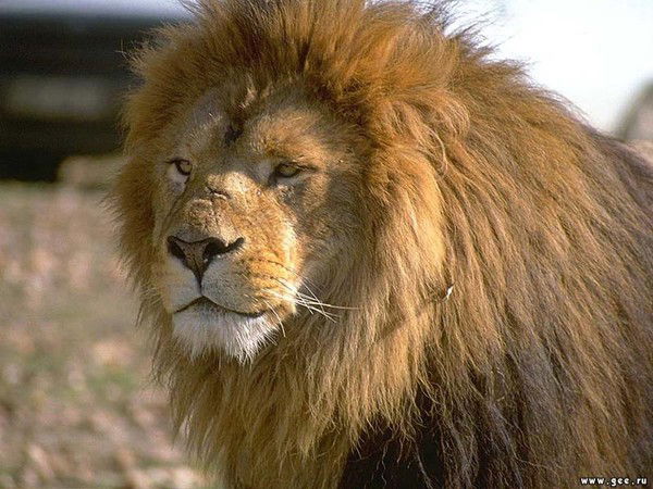 Фарход Нарзуллоев