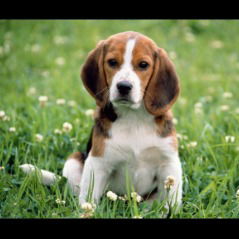 Одилчон Ашуров