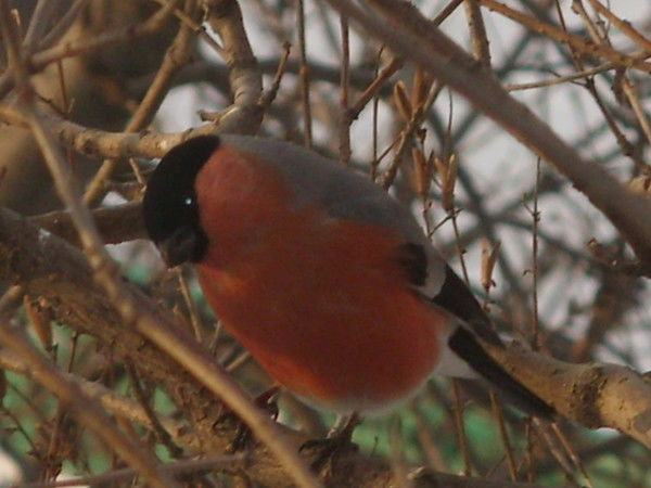 Наталья Пысенкова