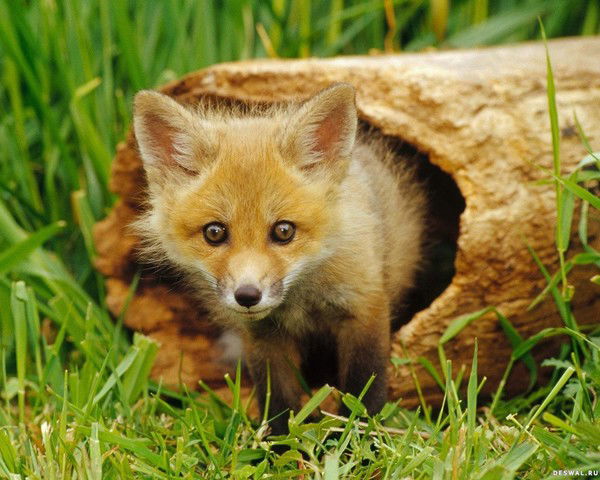 Власова Елена