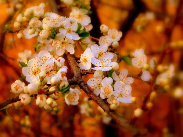 Наталья Лысак