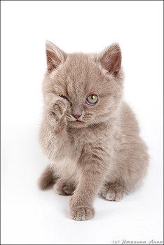 Александр Коновалов